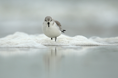 <i class='fa fa-user'></i> anevanrees |   Drieteenstrandloper  <i class='fa fa-eye'> 236</i>  <i class='fa fa-thumbs-up'> 17</i>   <i class='fa fa-comment-o'> 6</i>