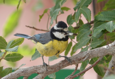 <i class='fa fa-user'></i> ko katsman |   Gran-Canariapimpelmees  <i class='fa fa-eye'> 191</i>   <i class='fa fa-comment-o'> 3</i>