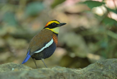 Een van de vogels die ik op mijn lijst had staan om te fotograferen. Het was heel lang wachten tot we hem de heuvel af zagen scharrelen maar bleef wel gelukkig een tijd daar. Helaas was het erg donker dus de sluitertijd moest omlaag maar uiteindelijk lukte het allemaal. Helaas geen vrouwtje maar er moet wat te wensen blijven.