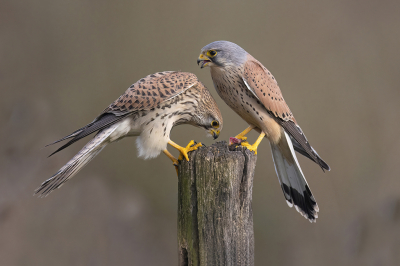 <i class='fa fa-user'></i> Luc Meert |   Torenvalk  <i class='fa fa-eye'> 342</i>  <i class='fa fa-thumbs-up'> 26</i>   <i class='fa fa-comment-o'> 11</i>