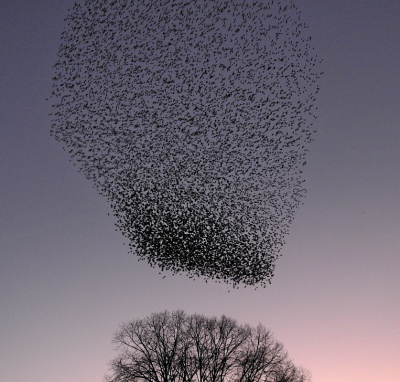 <i class='fa fa-user'></i> sieb |   Spreeuw  <i class='fa fa-eye'> 312</i>  <i class='fa fa-thumbs-up'> 14</i>   <i class='fa fa-comment-o'> 8</i>