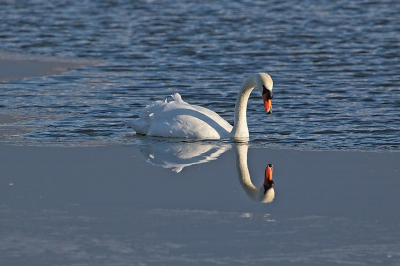 Deze knobbelzwaan vrolijkte een verder vrij saaie dag op. Ik ben hier nieuw en nog sinds een jaar of twee aan het fotograferen, kortom ik ontvang graag jullie feed back.