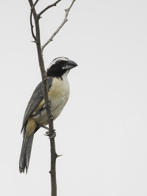 <i class='fa fa-user'></i> Paul van Giersbergen |   Orinocosaltator  <i class='fa fa-eye'> 89</i>  <i class='fa fa-thumbs-up'> 1</i>   <i class='fa fa-comment-o'> 1</i>