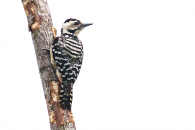 <i class='fa fa-user'></i> GeertN |   Oostelijke Vaalborstspecht  <i class='fa fa-eye'> 160</i>   <i class='fa fa-comment-o'> 2</i>