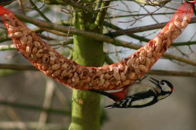 Opeens hing hij in het voor de mezen bestemde notennetje. Hierna kwam hij regelmatig zijn honger stillen (zeker drie keer per dag). In middels is hij bezig een aardig gat te hakken in een van de vier kubusgeleide esdoorns (aardig kostbare boompjes dus iets minder leuk). Foto heb ik met de canon 300 D met 70-300 lens genomen, vanuit de woonkamer door het glas.