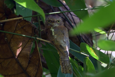 <i class='fa fa-user'></i> Ed Agter |   Javaanse Kikkerbek  <i class='fa fa-eye'> 157</i>   <i class='fa fa-comment-o'> 4</i>