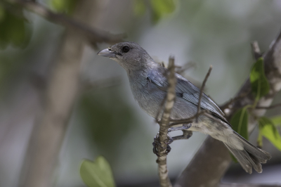 <i class='fa fa-user'></i> Paul van Giersbergen |   Blauwgroene Tangare  <i class='fa fa-eye'> 99</i>  <i class='fa fa-thumbs-up'> 1</i>   <i class='fa fa-comment-o'> 1</i>
