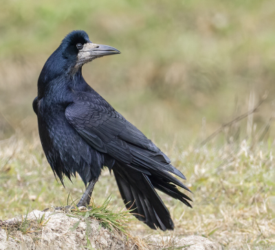 <i class='fa fa-user'></i> Fred |   Roek  <i class='fa fa-eye'> 278</i>  <i class='fa fa-thumbs-up'> 13</i>   <i class='fa fa-comment-o'> 8</i>