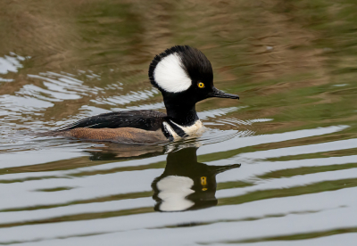 De kokardezaagbek, zwom in de slotgracht van landgoed Eerde en was op gepaste afstand goed te benaderen. De vogel wordt de laatste tijd wel vaker in de omgeving van Ommen gespot op diverse plekken en kan goed vliegen. Bij de diverse waarnemingen nog geen ringen gezien, blijft lastig of het om een escape gaat of een dwaalgast.