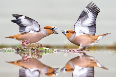 <i class='fa fa-user'></i> corvanspijk |   Appelvink  <i class='fa fa-eye'> 427</i>  <i class='fa fa-thumbs-up'> 25</i>   <i class='fa fa-comment-o'> 15</i>