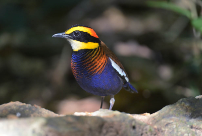 <i class='fa fa-user'></i> Ed Agter |   Maleise Blauwstaartpitta  <i class='fa fa-eye'> 174</i>  <i class='fa fa-thumbs-up'> 1</i>   <i class='fa fa-comment-o'> 4</i>