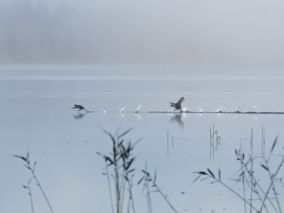 Op vakantie in Duitsland was ik morgens bij het meer. Het was nog wat mistig. Ineens was daar tumult. De ene Meerkoet joeg de andere weg.
Ik vind deze erg goed bij het item van deze maand passen. Helaas klopt het tijdsbestek niet. Maar ik wil deze toch graag aan jullie laten zien.