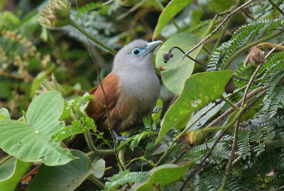 Een nogal schichtige vogel die snel verdwenen was. Gelukkig o.a. dit plaatje nog kunnen maken. Helaas heeft de gids zonder overleg de reisvolgorde gewijzigd en daardoor weet ik op dit moment niet in welke natuurpark hij is genomen.