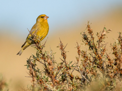 Afgelopen mei zat er in de duinen van Noord-Holland enkele dagen een Roodmus.
Op een vrije dag erheen gegaan om te kijken of er ook een beetje leuke platen van te maken waren. Helaas zat de vogel vooral verweg. De groenlingen die er zaten werkten beter mee. Deze ging even mooi bovenin een duindoorn zitten.