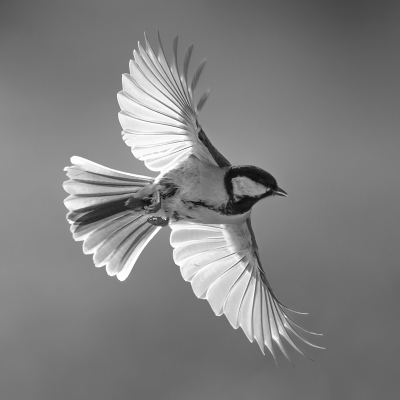 In zwart-wit wordt de foto wat rustiger en springen de oplichtende vleugeltjes er nog meer uit, naar mijn idee.