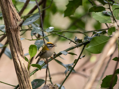 Ik was op zoek naar de Pallas boszanger, maar hij werd steeds weggejaagd door deze vuurgoudhaan. Dus heb ik die maar gefotografeerd. Ook een mooi vogeltje!