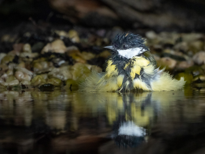 vanuit een vogelhut deze Koolmees heel mooi kunnen observeren terwijl het aan het badderen was.