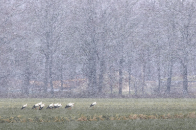 Hier in het zuiden des lands was het deze ochtend warm en moedigde de zuidenwind vogels aan om op hun jaarlijkse trek te gaan. Dat leidde bij deze ooievaars tot een koude verrassing halverwege de dag, dus gingen ze weer aan de grond. Uiteindelijk zijn ze maar weer zuidwaarts gevlogen.