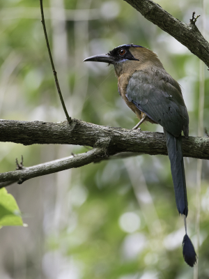 <i class='fa fa-user'></i> Paul van Giersbergen |   Caribische Motmot  <i class='fa fa-eye'> 108</i>  <i class='fa fa-thumbs-up'> 1</i>   <i class='fa fa-comment-o'> 1</i>