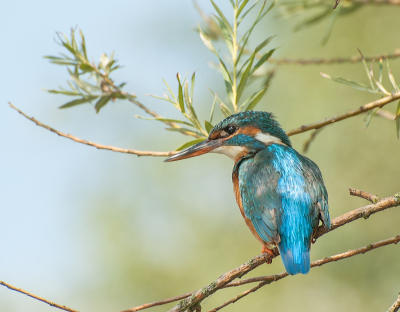 De Ijsvogel liet zich deze dag vaak zien. maar niet altijd op de meest ideale plaatsen om te fotograferen. 
Deze foto heb ik gemaakt toen hij in de hoger in de boom naast/voor de hut ging zitten. Viel niet mee om foto's te maken.