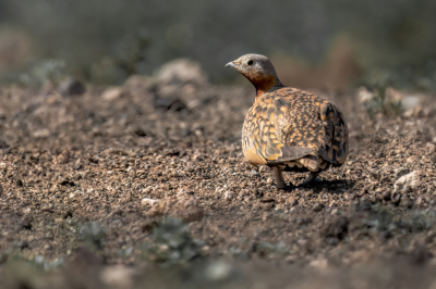 Ik wist dat deze vogel ook op Lanzarote voor komt maar niet in grote getale. Via een tip van een local op zoek gegaan naar deze hoender. Na ruim een half uur zoeken kwam ik er 2 tegen achter een hek bij een geiten boerderij. Helaas geen mooie frontale foto maar was er wel blij mee.