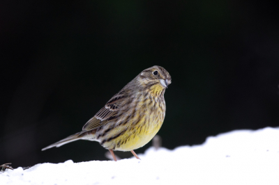 Geelgorzen zijn best mooie vogeltjes, de mannetjes natuurlijk wat meer geel dan de vrouwtjes maar ieder heeft eigenlijk zijn eigen verenkleed.