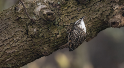 Ik blijf het bijzonder vinden hoezeer deze vogels zich in allerlei bochten weten te wringen om bij voedsel te komen. Bewust gekozen voor een wat langwerperige foto vanwege de kijkrichting zodat je met deze boomkruiper (bijna) mee de boom in kijkt. Deze boomkruiper zat overigens op een catalpa in de tuin.