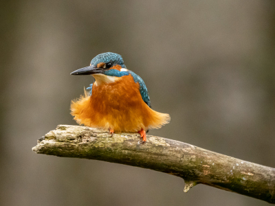 vanuit een vogelhut gefotografeerd. Door de harde wind waaide zijn verenkleed uit elkaar en had hij moeite om op de stok te blijven zitten