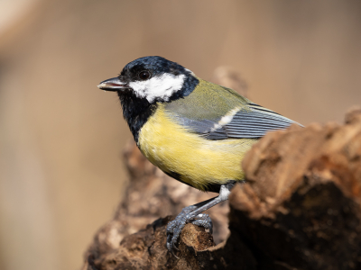 vanuit een vogelschuilhut genomen. Doordat ik voer in een stronk had gelegd kwam deze vrij dicht naar de hut toe.