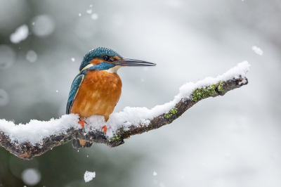 Een ochtend met sneeuw, snel naar het stekje in de hoop dat de ijsvogel zich laat zien. Toch nog wat donkere omstandigheden maar de sneeuw lichte toch alles netjes op.