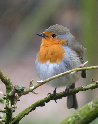 Roodborst met natte veertjes van de regen. De knopjes in de struik tonen de lente in aantocht.