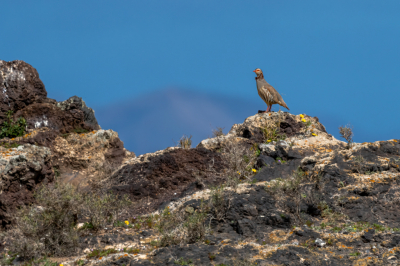 Tijdens onze trip door de mini woestijn van Lanzarote kwamen we deze Barbarijse Patrijs tegen die boven op een vulkanische heuvel zat op de achtergrond is een vulkaan te zien. Prachtige vogels, helaas zat deze wel erg ver weg maar vond het toch de moeite om een foto te nemen.