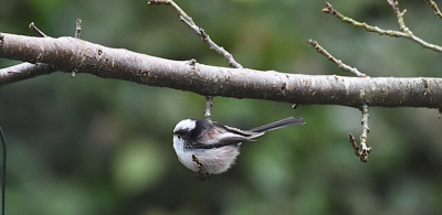 vanuit schuilvenster schuur.
een prachtige kans, krijg ik zelden!
wat is dit een schitterend vogeltje, dit exemplaar koos voor de
onderkant van de tak