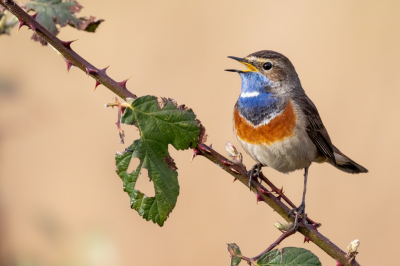 Yes, de winterslaap is weer voorbij. Ook weer zin om wat foto's te plaatsen.
Vanmorgen deze blauwborst vast kunnen leggen.