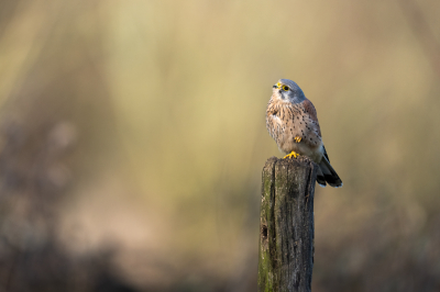 Bird picture: Falco tinnunculus / Torenvalk / Common Kestrel