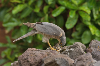 De Sperwer kwam zo'n beetje elke dag een kijkje nemen of er iets te jagen viel in de tuin. Hier heeft hij een Huismus te pakken.