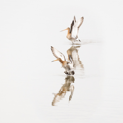 Twee grutto's die samen aan komen vliegen en net de landing hebben ingezet op de vogelplas. Op die dag was er een grote groep grutto's aanwezig van zeker 300 stuks en het was een druk vliegverkeer. Doordat het een windstille middag was krijgt de reflectie ook een fijne kans. Bewuste High Key opname en bewust gekozen om de achterste grutto vaag te houden.