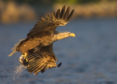 Een andere opname uit de serie zeearenden die ik afgelopen zomer in Noorwegen heb gemaakt.

Bijzonderheden: Camera Canon 1DII en 500/4 IS. Opname vanuit een bootje en uit de hand.