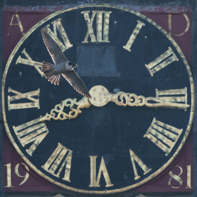 <i class='fa fa-user'></i> GeertN |   Slechtvalk  <i class='fa fa-eye'> 375</i>  <i class='fa fa-thumbs-up'> 34</i>   <i class='fa fa-comment-o'> 23</i>