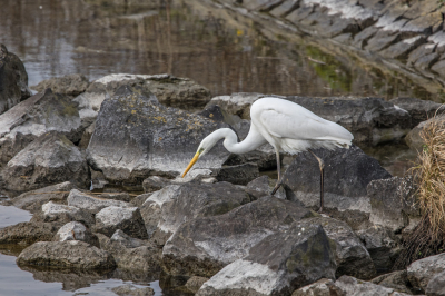 Voor de MO lukt het nog niet zo best, maar gelukkig kom je onderweg altijd wel andere leuke fotomomenten tegen. Zo ook deze foeragerende Grote Zilverreiger, die ik een tijd lang (vanuit de auto) heb kunnen gadeslaan (en fotograferen). Prachtig om hem zo te zien rondlopen met zijn lange poten en hem geconcentreerd te zien zoeken naar 'voer'.