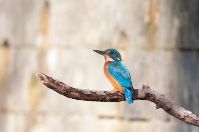 IJsvogel op een tak - schitterende pose, in de zon.