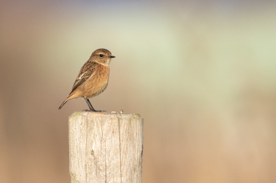Bird picture: Saxicola rubicola / Roodborsttapuit / European Stonechat