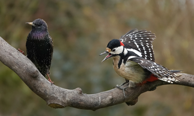 Bird picture: Dendrocopos major / Grote Bonte Specht / Great Spotted Woodpecker