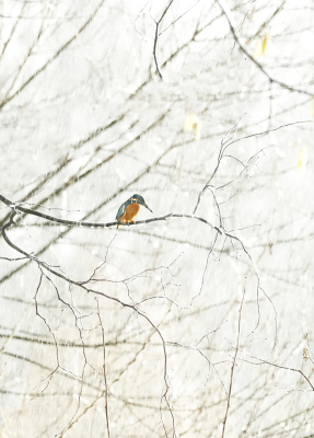 <i class='fa fa-user'></i> david ruijs |   IJsvogel  <i class='fa fa-eye'> 136</i>  <i class='fa fa-thumbs-up'> 4</i>   <i class='fa fa-comment-o'> 8</i>