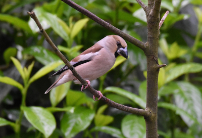 vanuit schuilplaats al veel soorten vast weten te leggen op de Nikon d7200
en uiteraard een telelens van het zelfde merk.
Als pensionada een super leuke hobby
