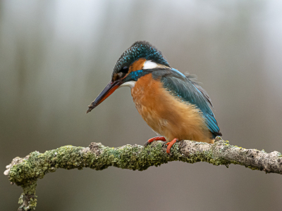 <i class='fa fa-user'></i> groenenboom |   IJsvogel  <i class='fa fa-eye'> 11</i>   <i class='fa fa-comment-o'> 0</i>