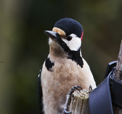 deze kwam ook even kijken
tot voor kort met digiscoop gefotografeert ( digiscoping ),maar dat forum is opgeheven omdat er te weinig deelnemers meer waren