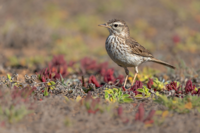 Dit kleine vogeltje kwam ik regelmatig tegen op Lanzarote. Het is de laatste die ik plaats uit de serie vakantie foto's Lanzarote. Ik was op zoek naar de zwartbuikzandhoenen en zag een aantal van deze vogeltjes scharrelen op de lava stenen en lage begroeiing.