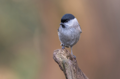 Vandaag sinds een lange tijd weer eens in een fotohut gezeten met redelijk goed weer. Aan het eind van de middag kwam regelmatig deze glanskop langs. Tenminste volgens beeldherkenning. Kijk ik in het handboek Europese vogels dan zou het zomaar een matkop kunnen zijn. De kopgrens is enigszins golvend, de kopkap loopt achter het oog iets omhoog. De donkere keelvlek loopt verbredend naar beneden. Is het toch een matkop?