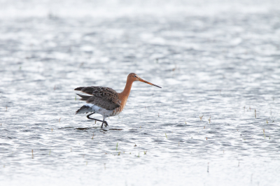 De tijd van het jaar :  tussen vele andere exemplaren deze Grutto in de polder, foeragerend.  Gespot in de Arkemheen polder te Nijkerk